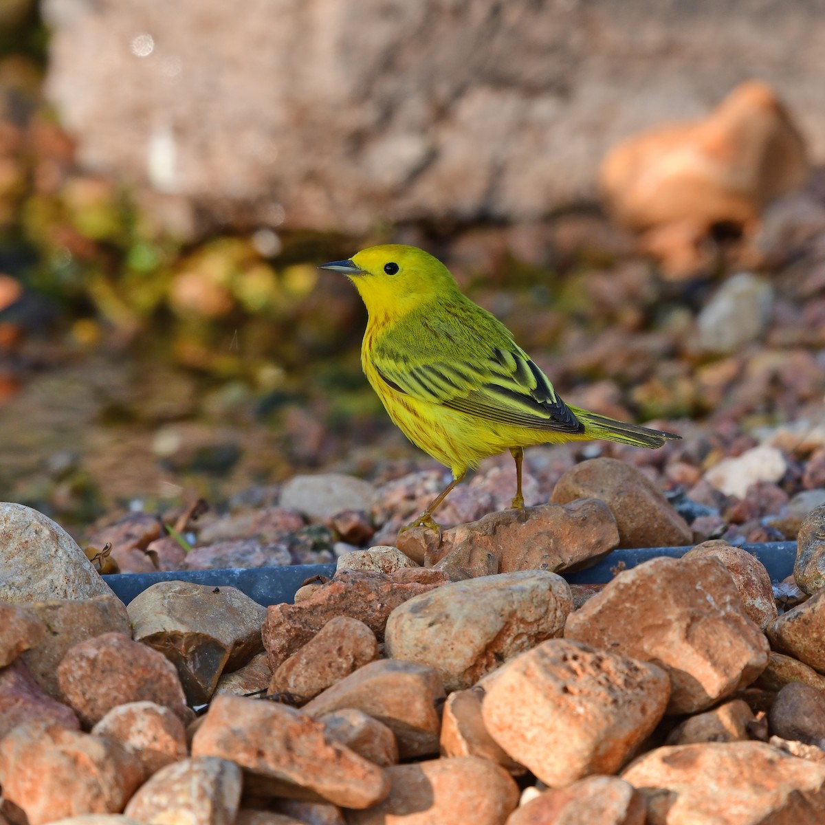Northern Yellow Warbler - ML646416815