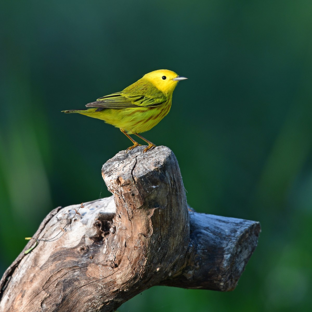 Northern Yellow Warbler - ML646416818