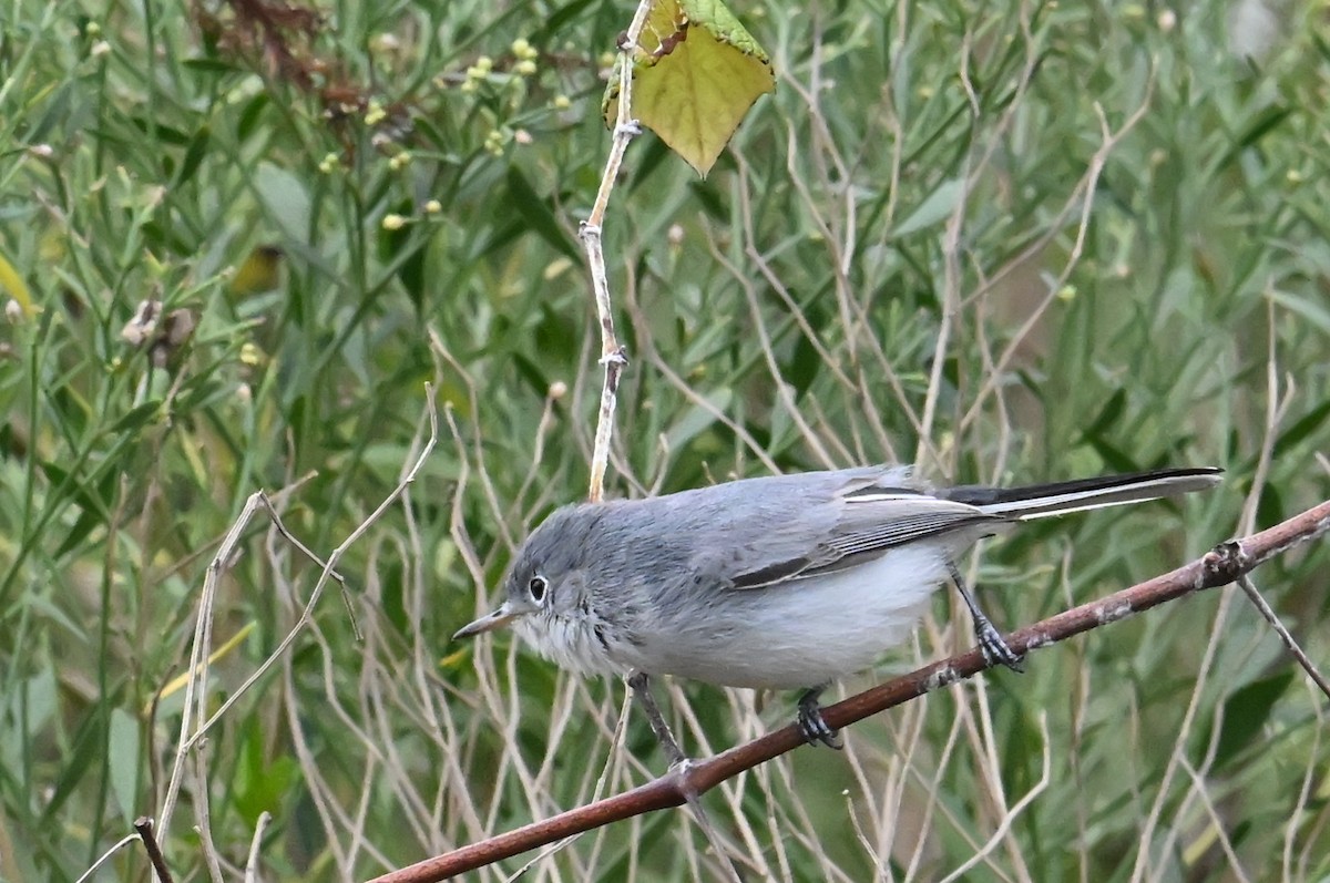 Комароловка сиза - ML646416819