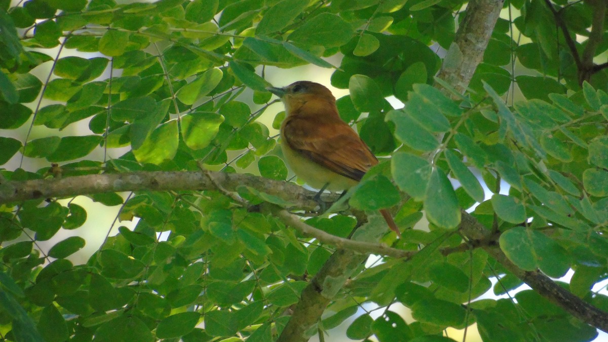 Cinnamon Becard - ML646416820