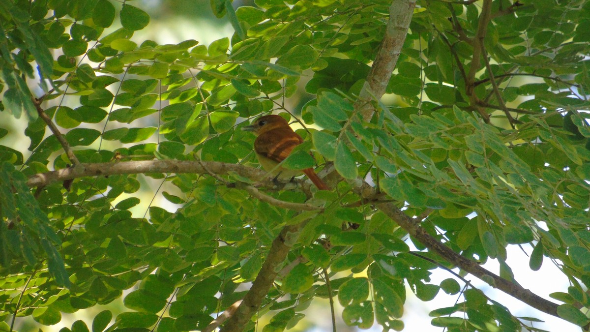 Cinnamon Becard - ML646416821