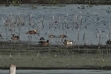 American Wigeon - ML646416823