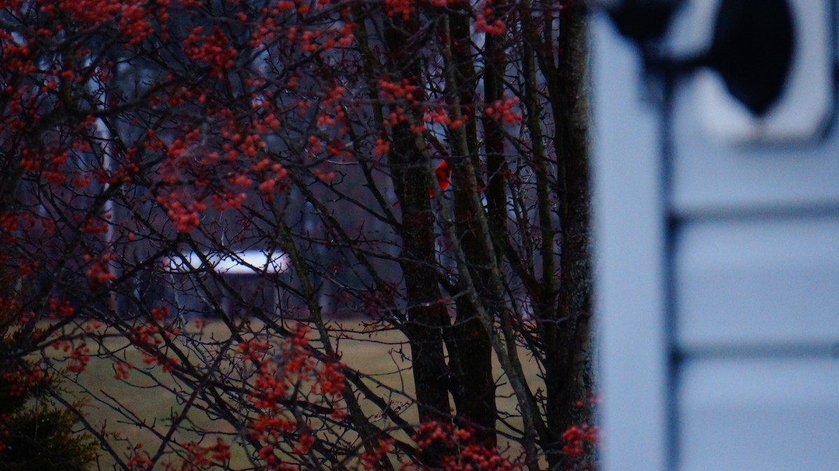 Northern Cardinal - ML646416824