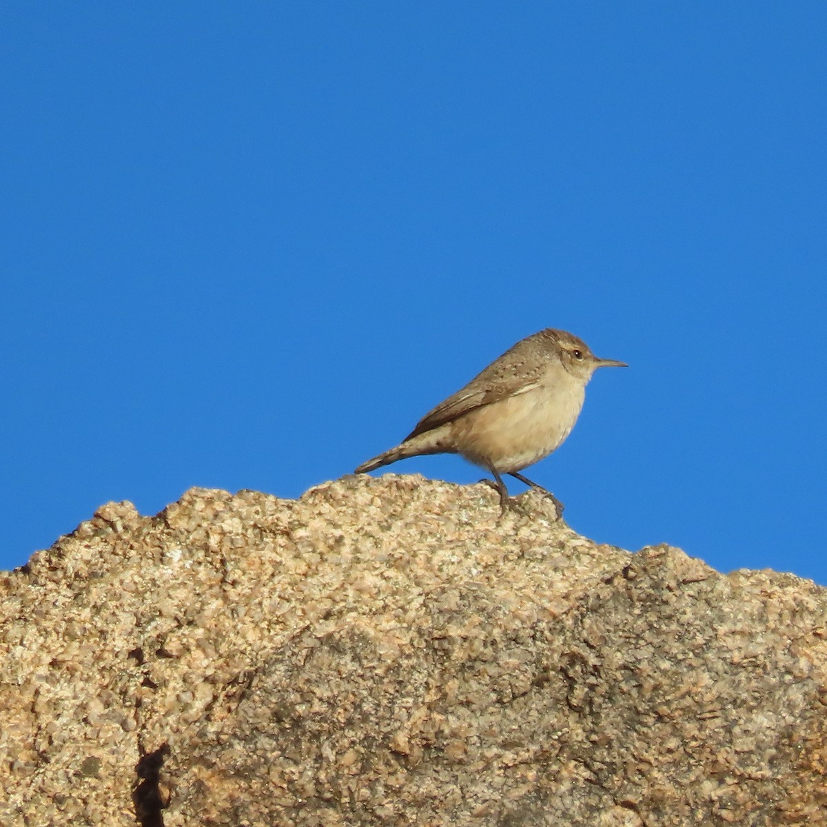 Rock Wren - ML646416829