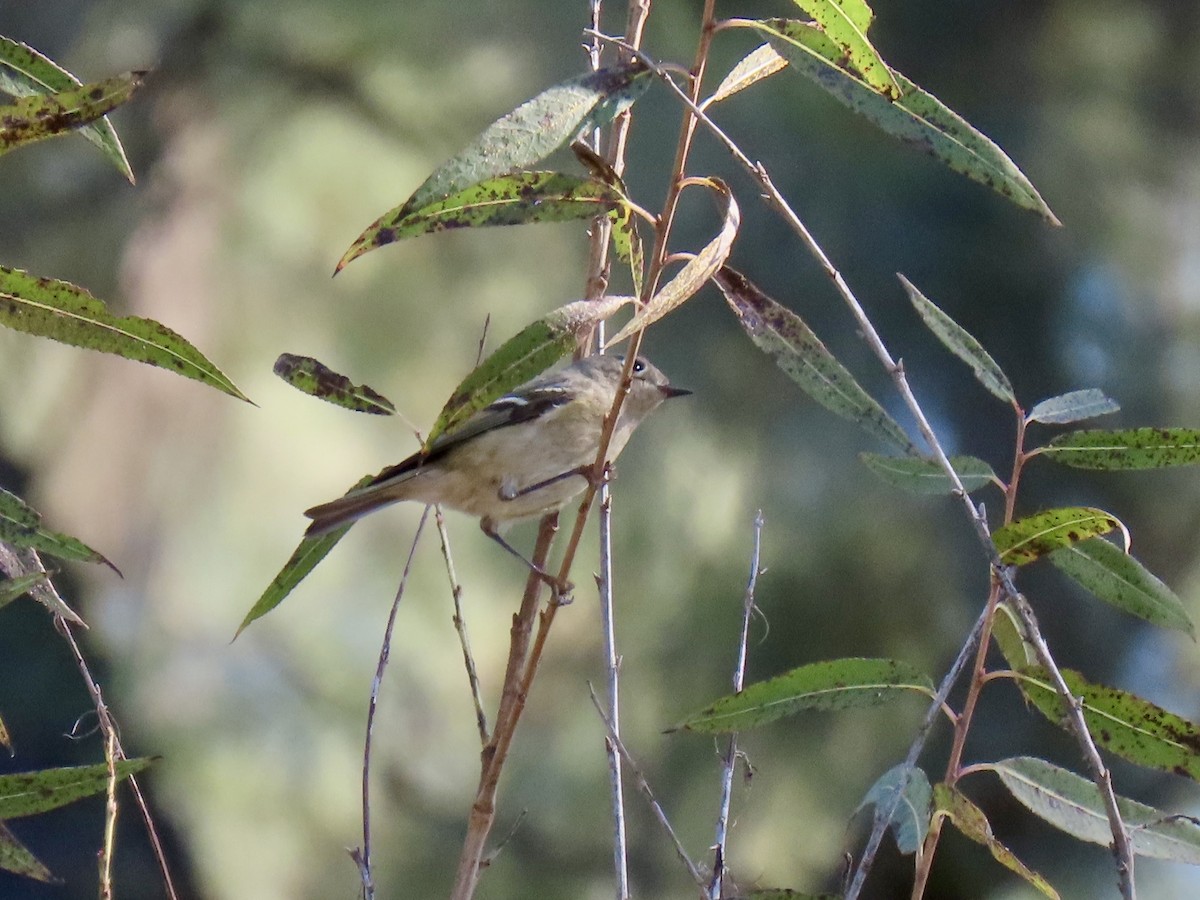 králíček americký - ML646416830