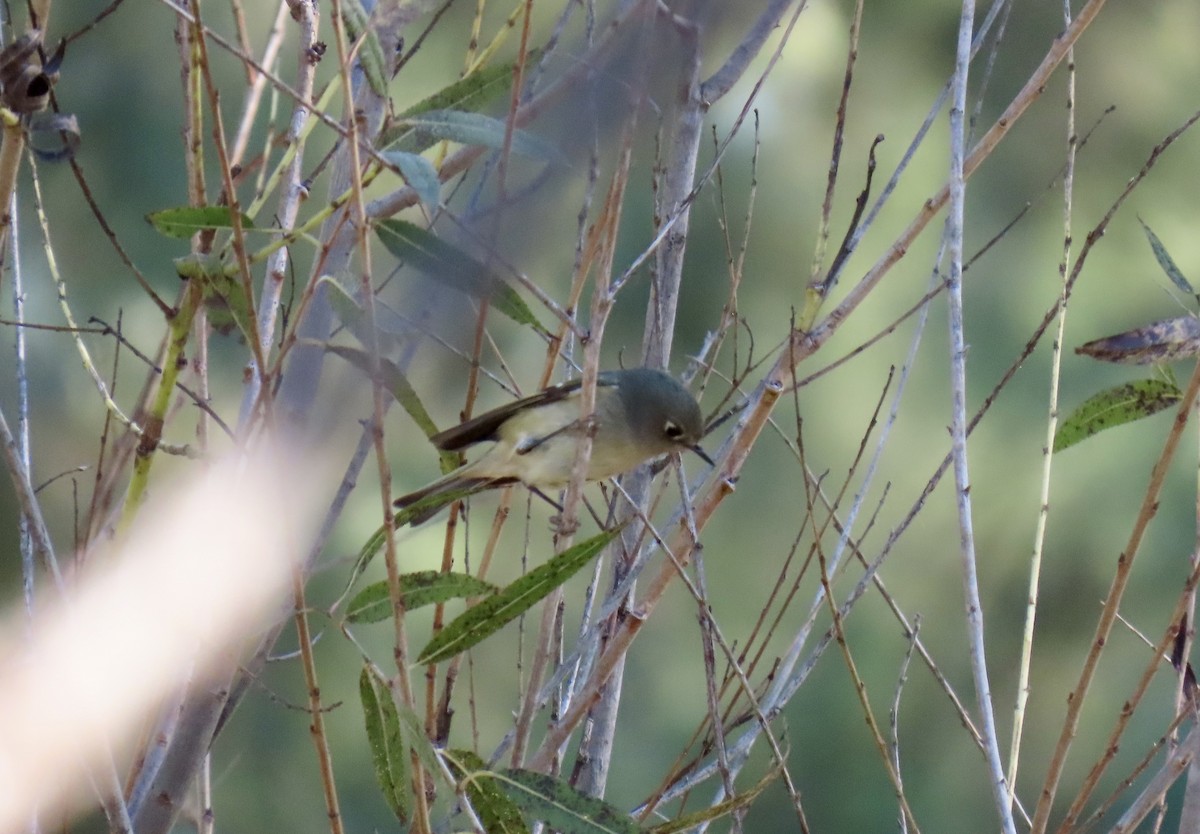 králíček americký - ML646416831