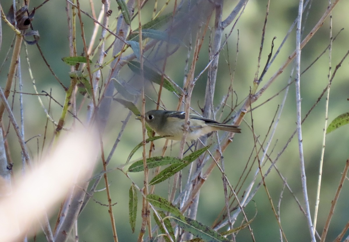 králíček americký - ML646416832