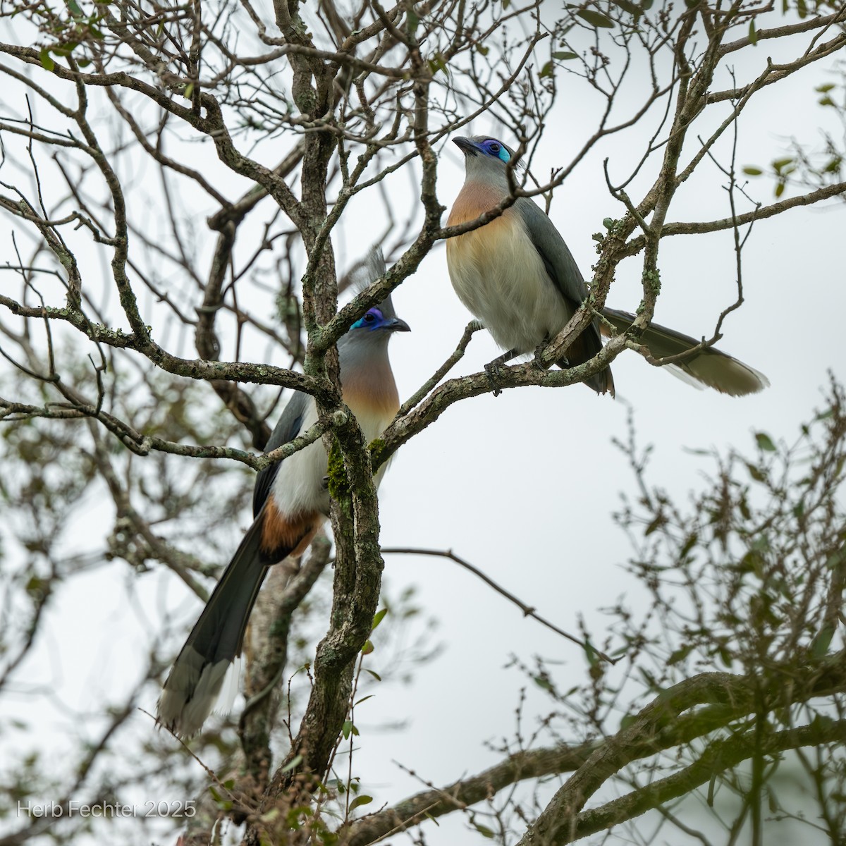 Хохлатая тивука (pyropyga/maxima) - ML646416833