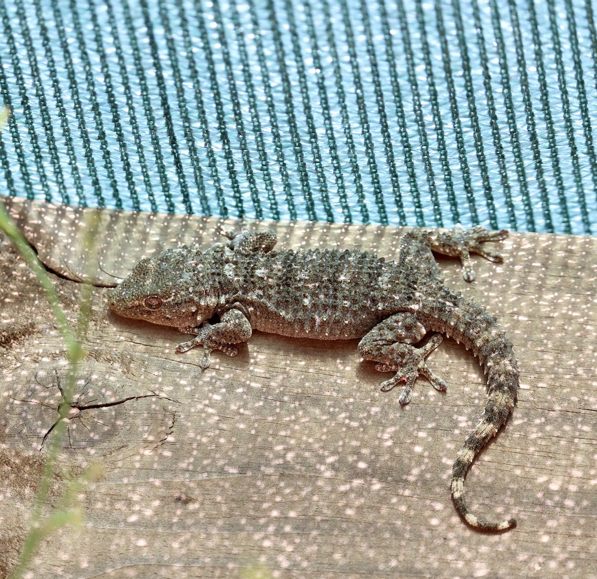 Moorish Gecko - ML646416836