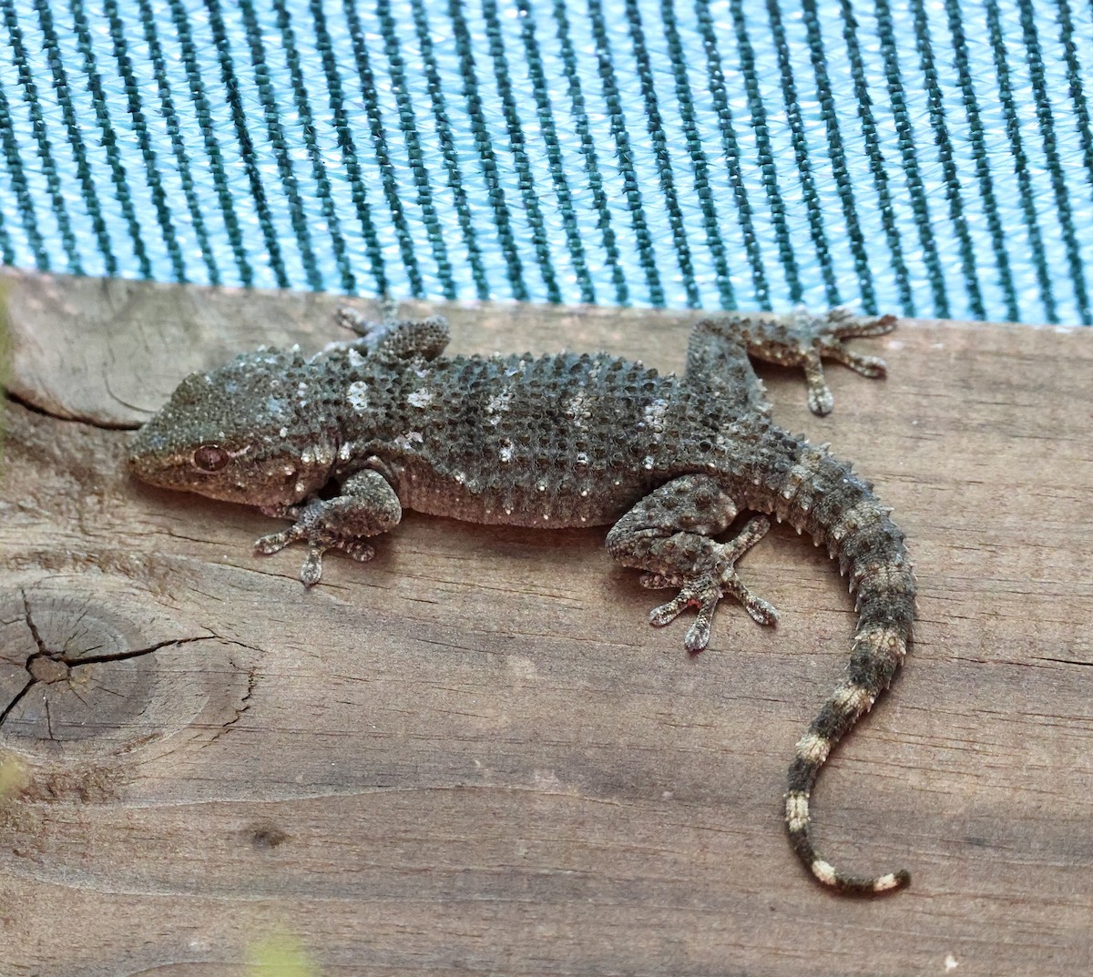 Moorish Gecko - ML646416837