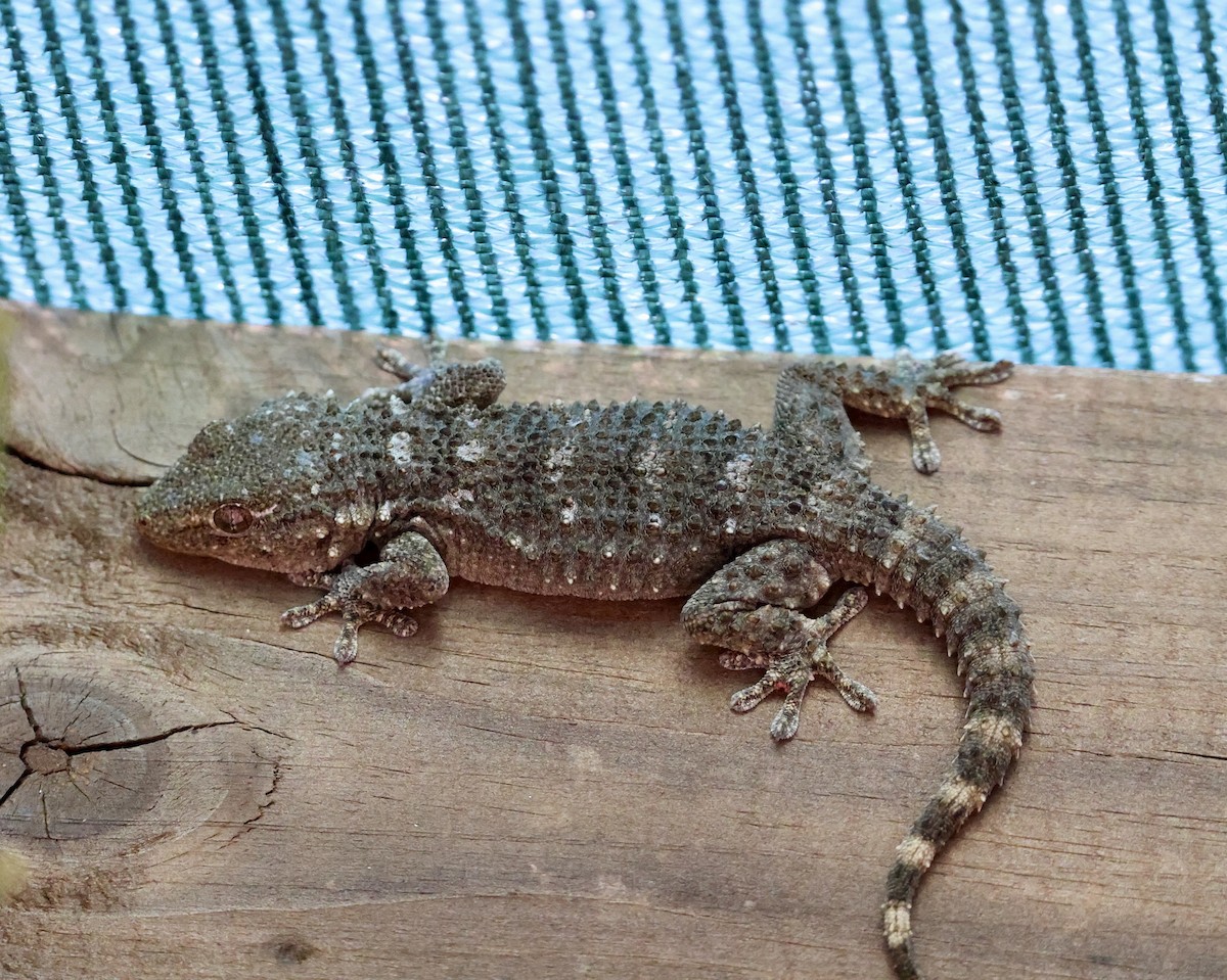 Moorish Gecko - ML646416838
