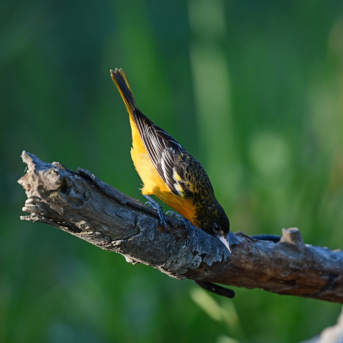 Baltimore Oriole - ML646416839