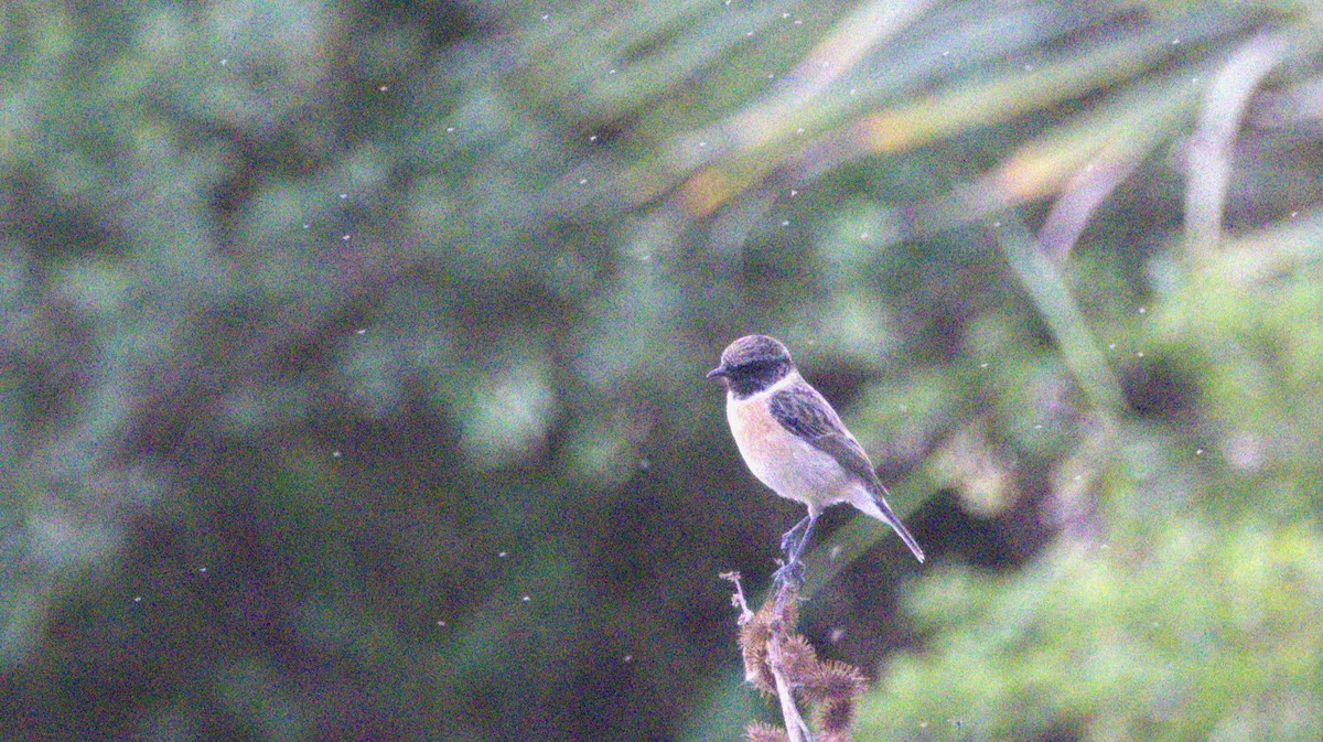 European Stonechat - ML646416840