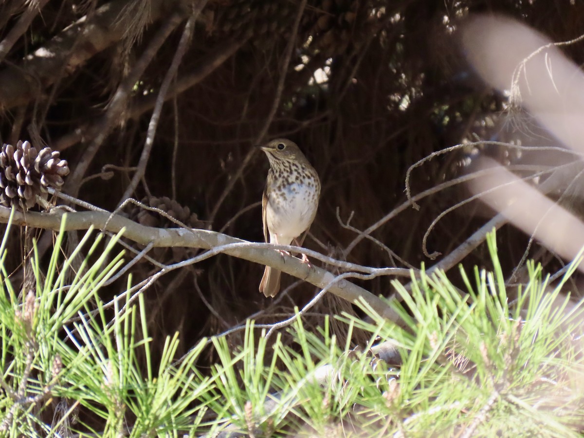 Hermit Thrush - ML646416841