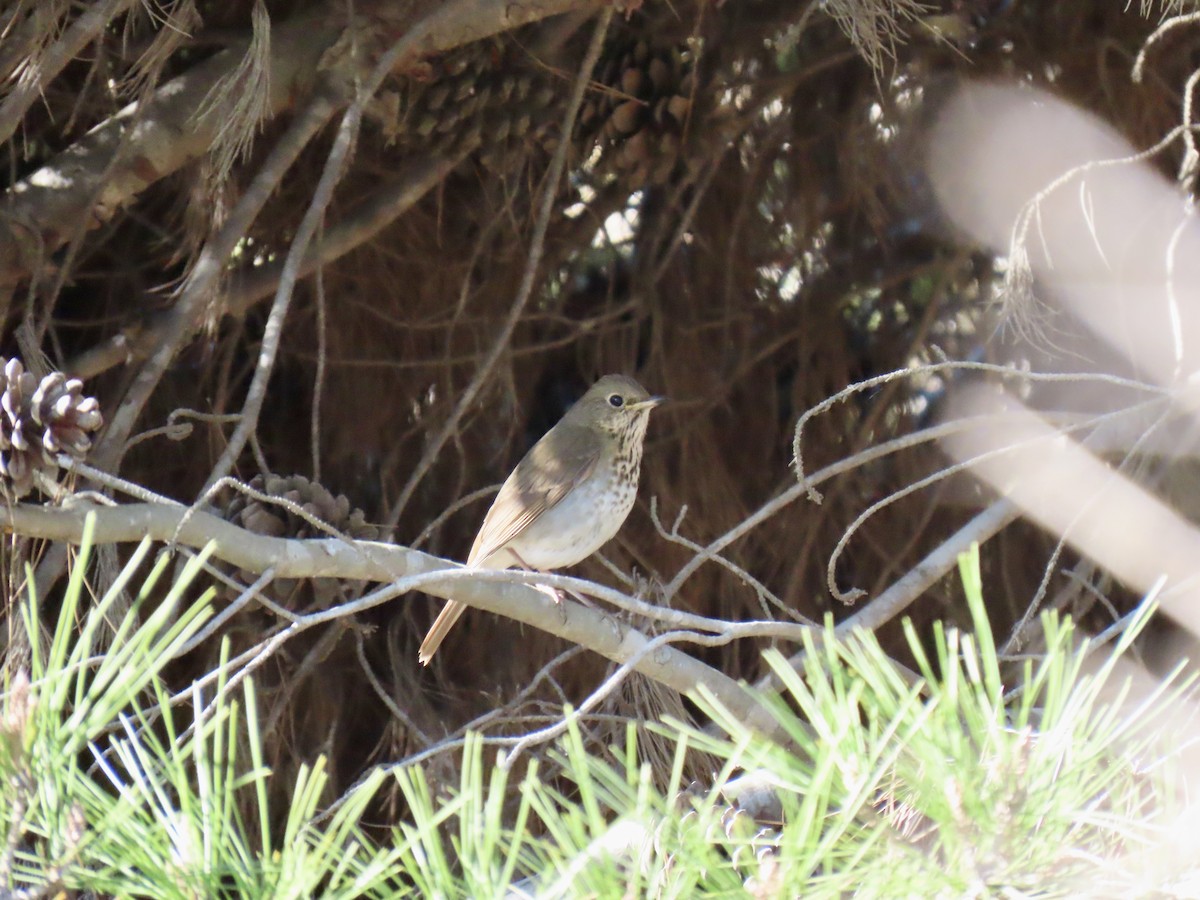 Hermit Thrush - ML646416843