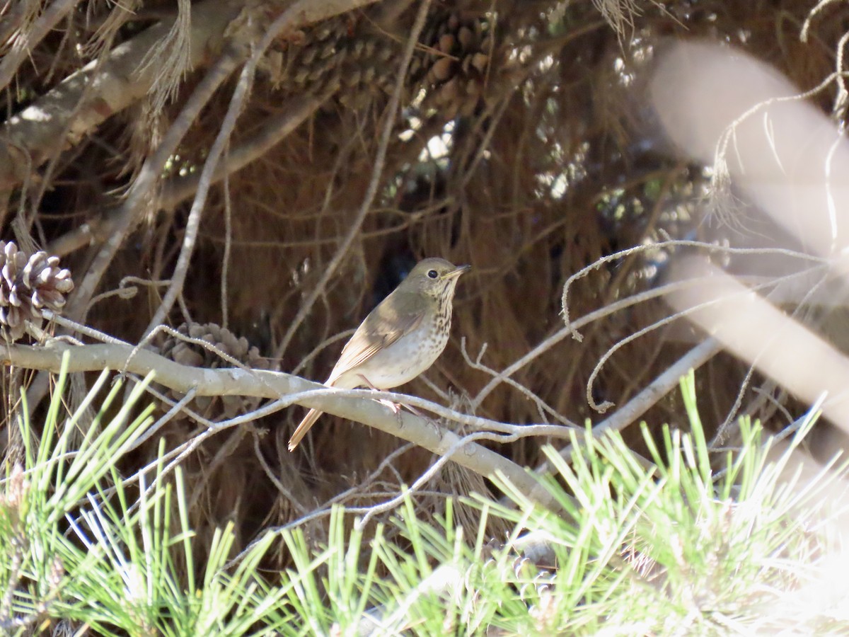 Hermit Thrush - ML646416844