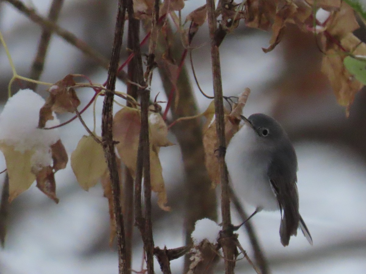 Комароловка сиза - ML646416850