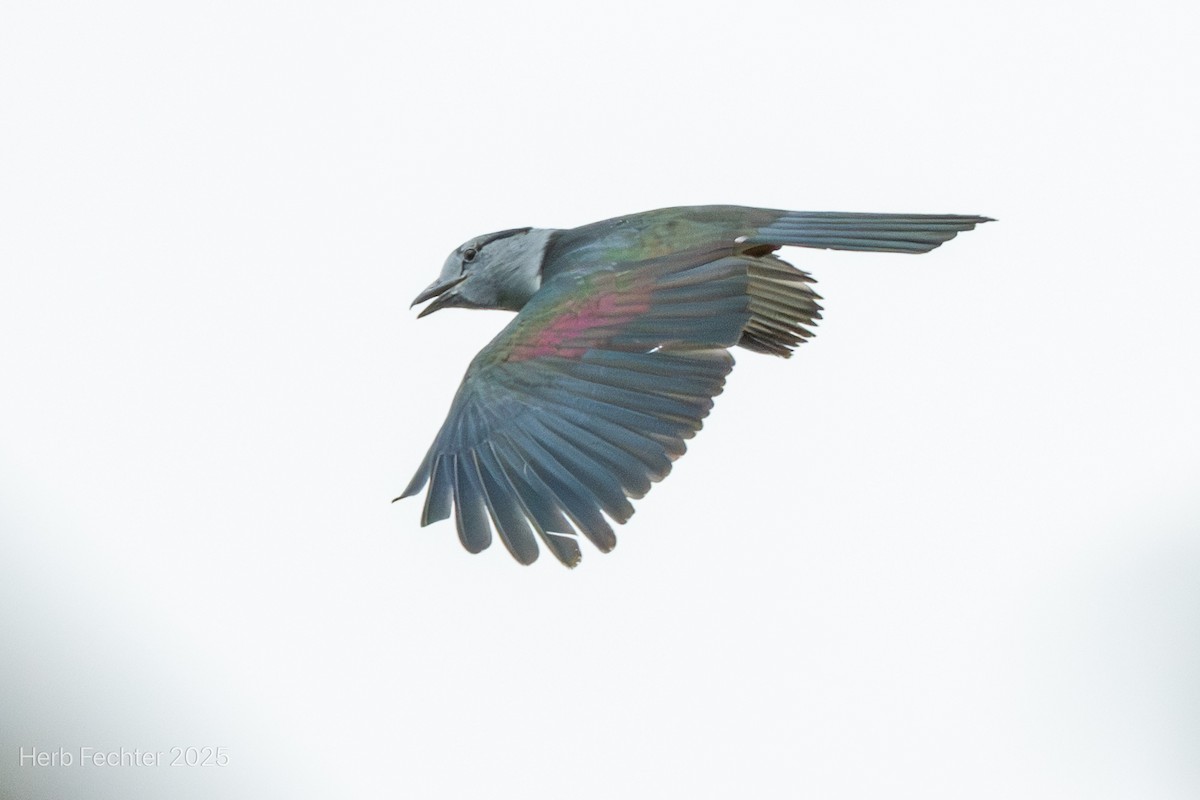 オオブッポウソウ - ML646416852