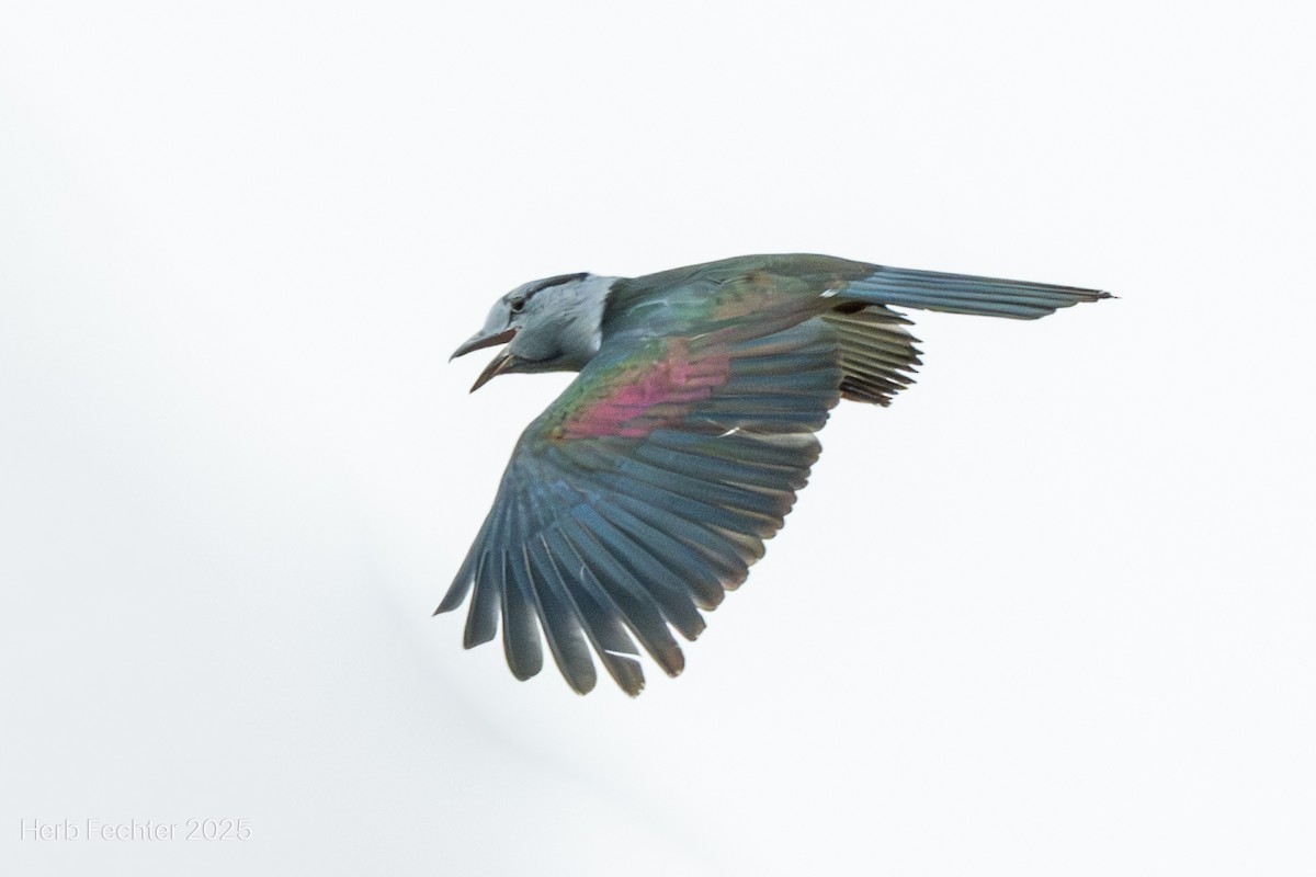 オオブッポウソウ - ML646416853