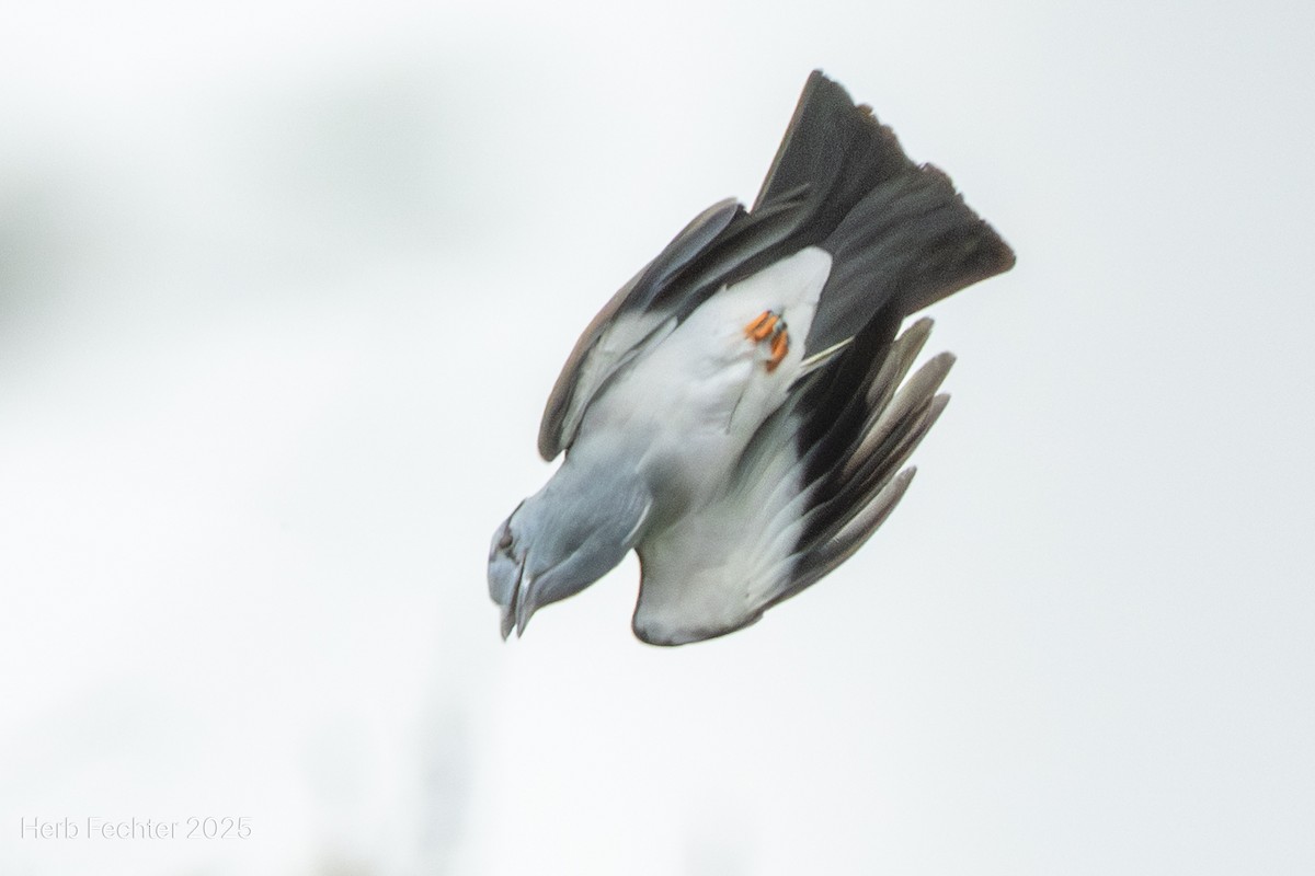 オオブッポウソウ - ML646416854