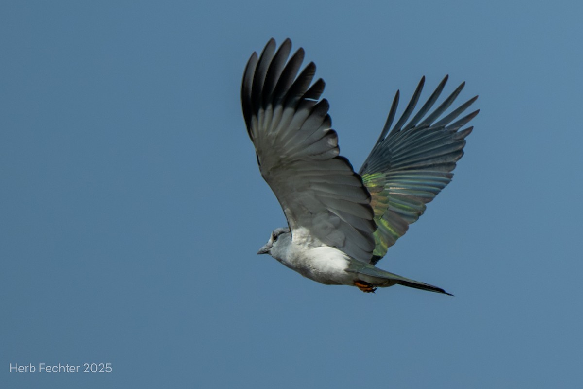 オオブッポウソウ - ML646416855