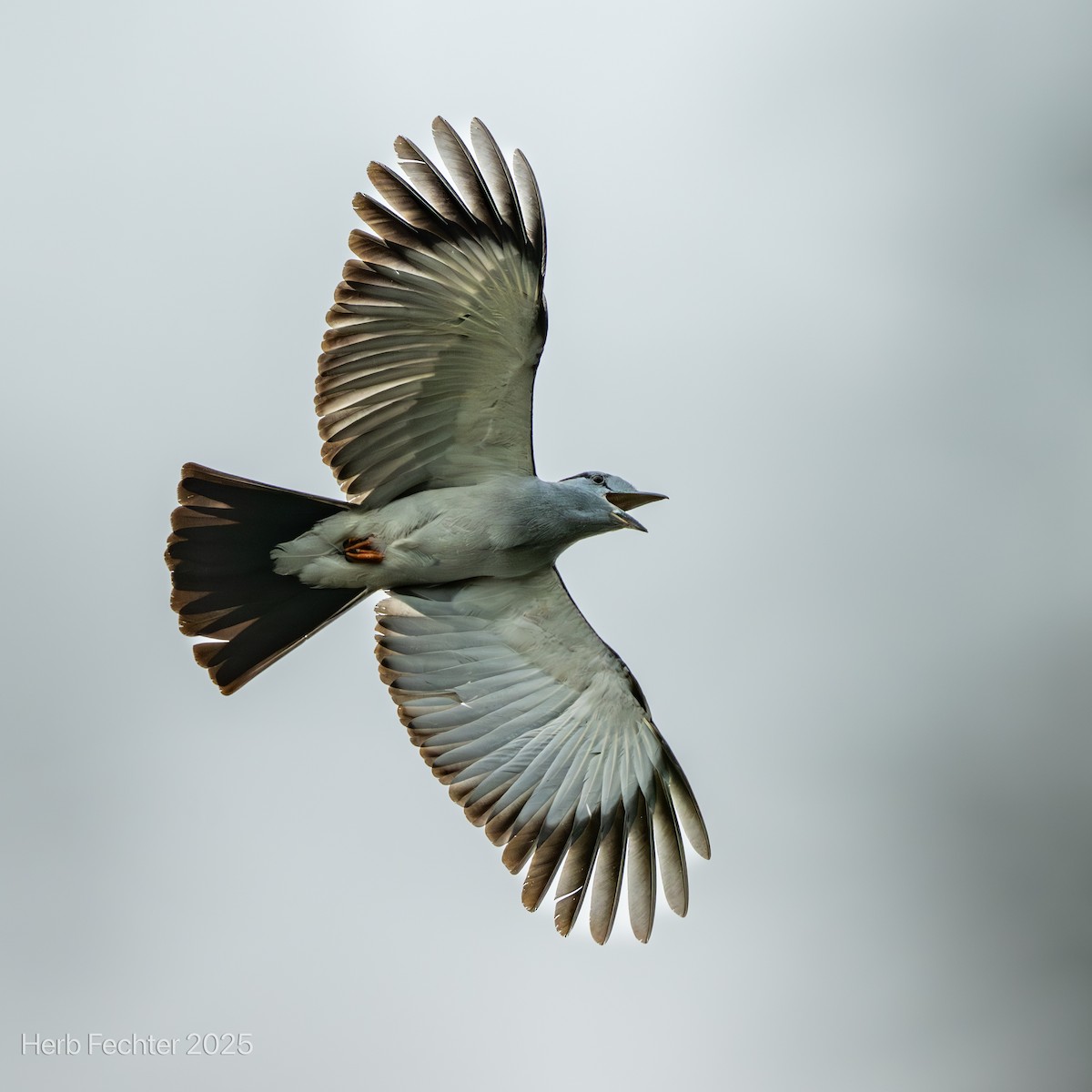 オオブッポウソウ - ML646416856