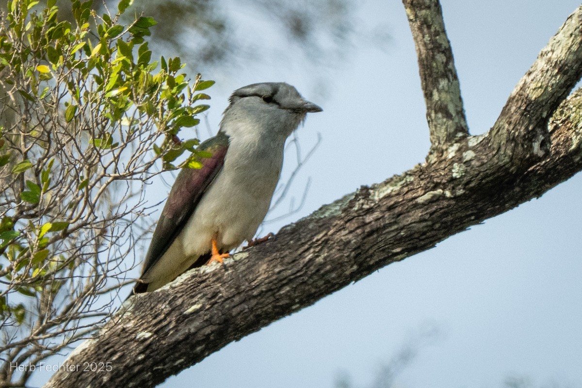 オオブッポウソウ - ML646416857