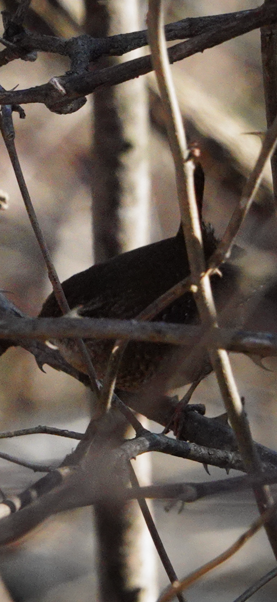 Winter Wren - ML646416858