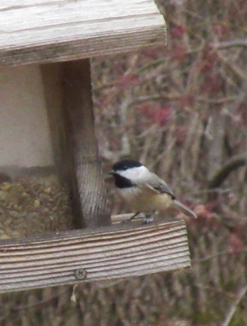 Carolina Chickadee - ML646416863