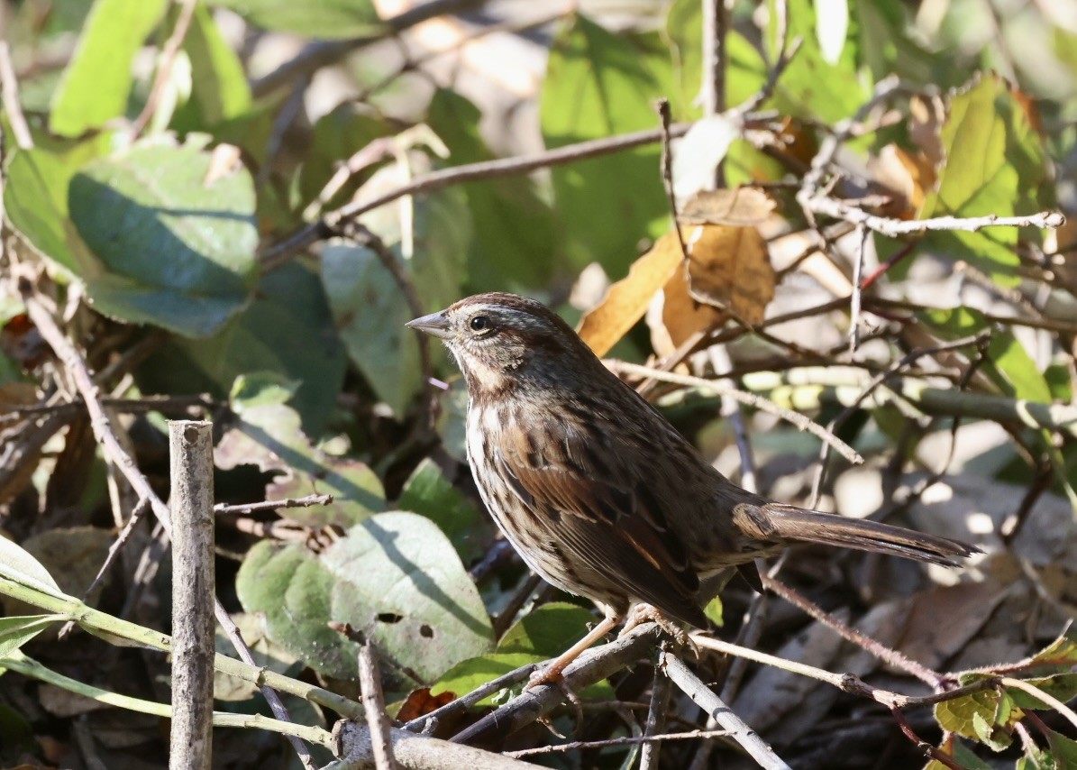 Song Sparrow - ML646416867