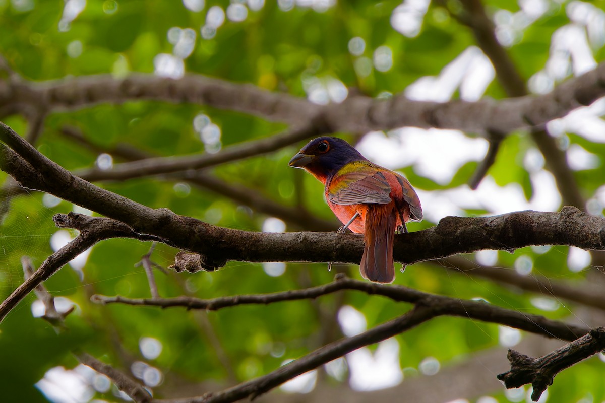 Painted Bunting - ML646416868
