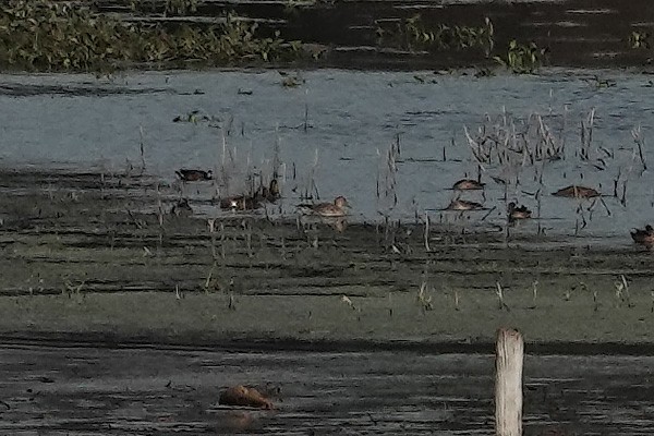 Northern Pintail - ML646416872