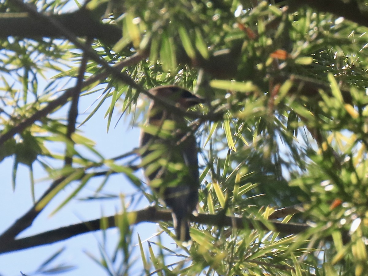 Zedernseidenschwanz - ML646416873