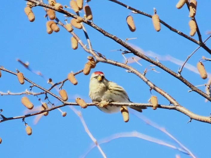 Redpoll - ML646416885