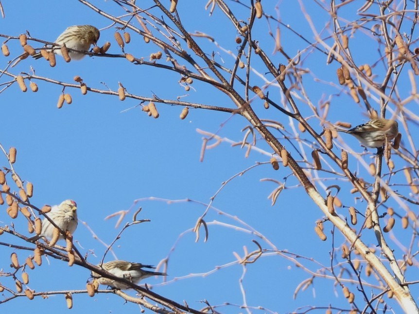 Redpoll - ML646416886