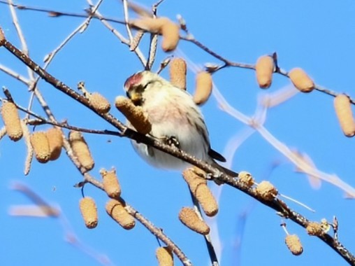 Redpoll - ML646416887