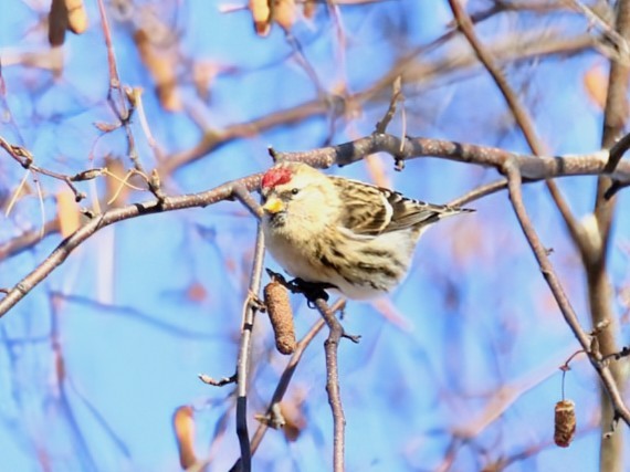 Redpoll - ML646416888