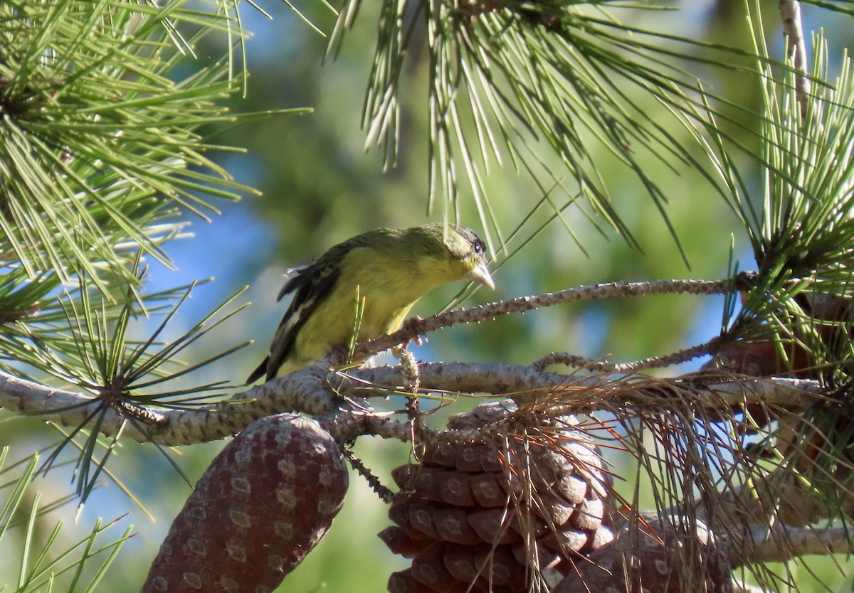 Mexikozeisig - ML646416892