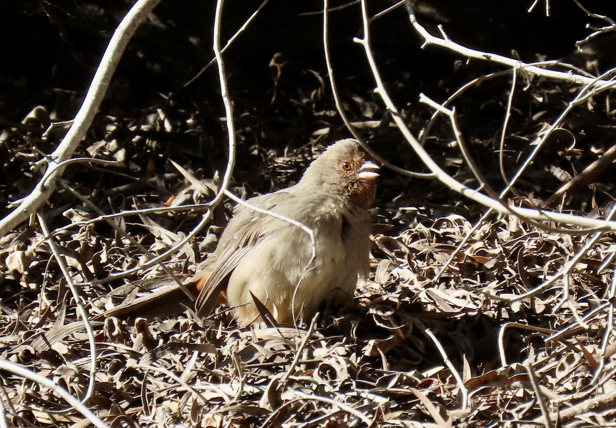 Kaliforniengrundammer - ML646416893