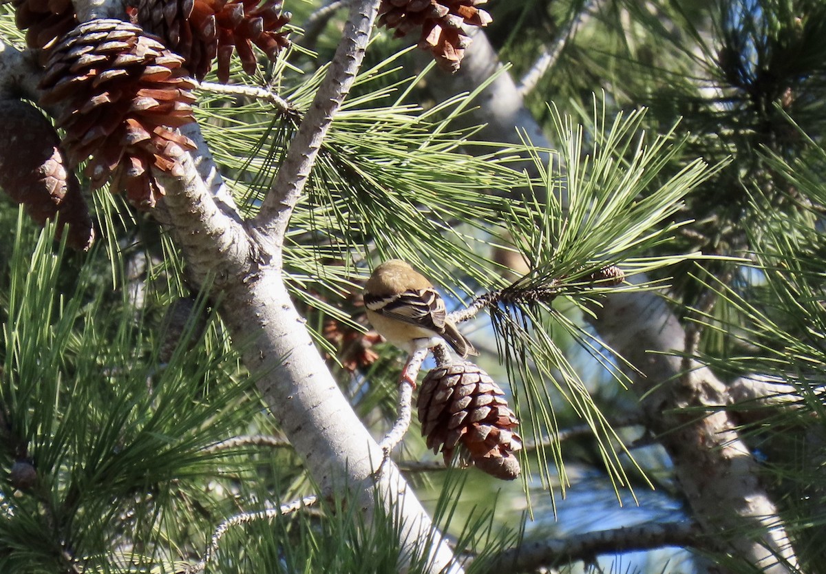 Altın İskete - ML646416894