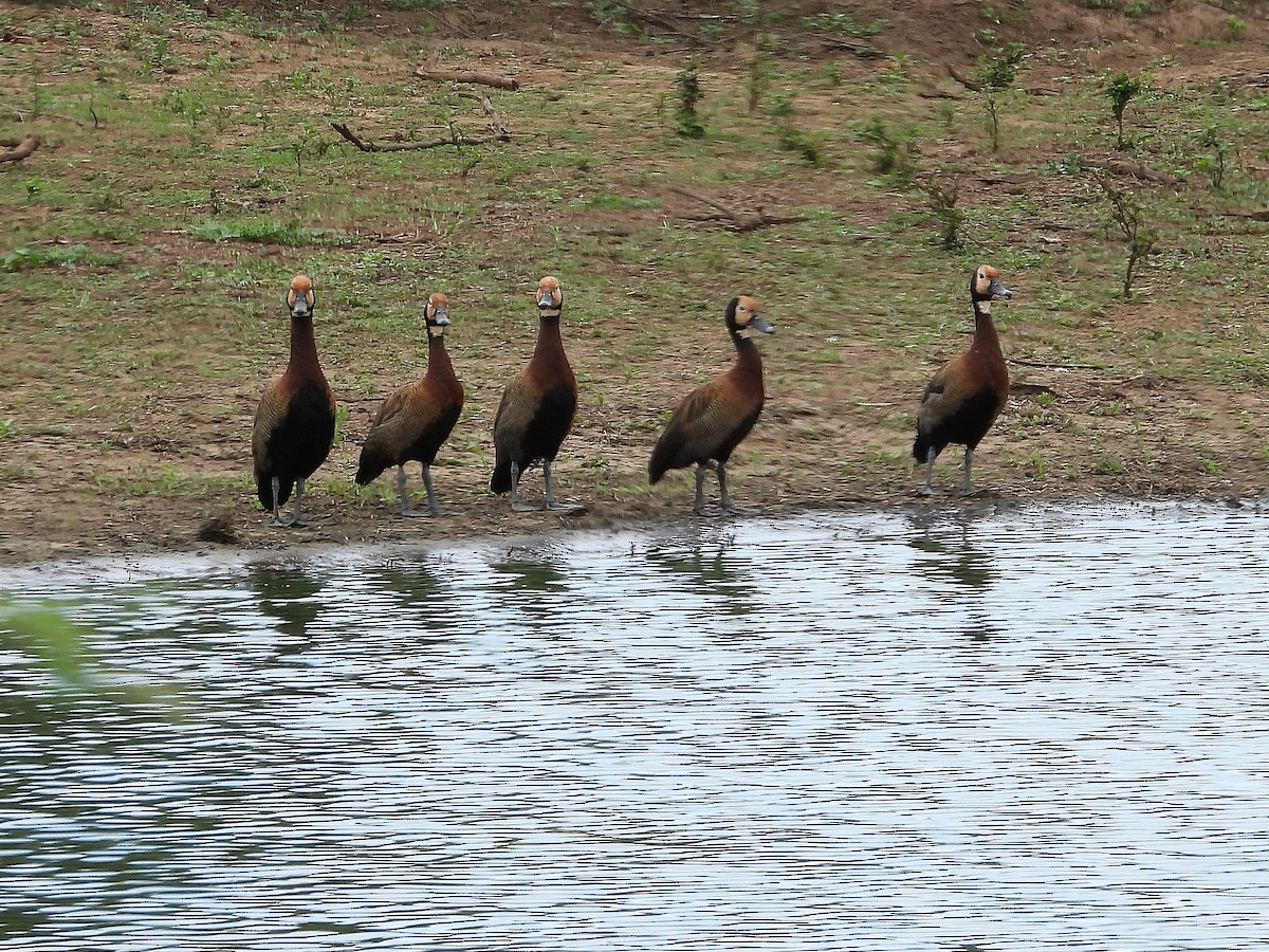 husička vdovka - ML646416895