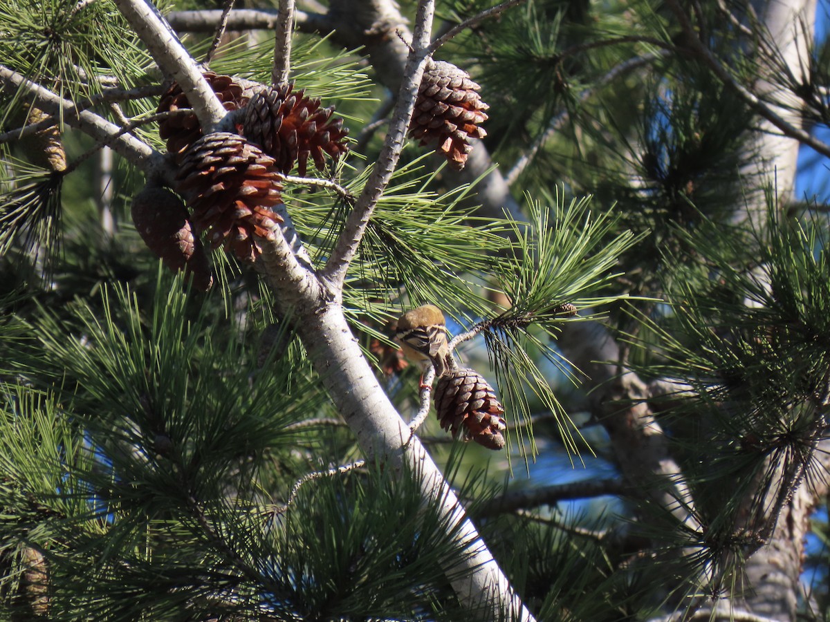 Altın İskete - ML646416896