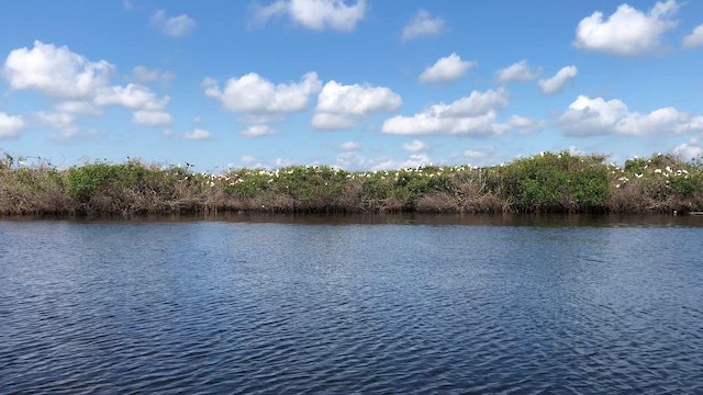 Wood Stork - ML646416897