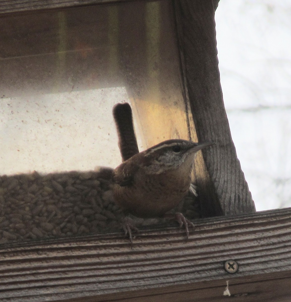 Carolina Wren - ML646416902