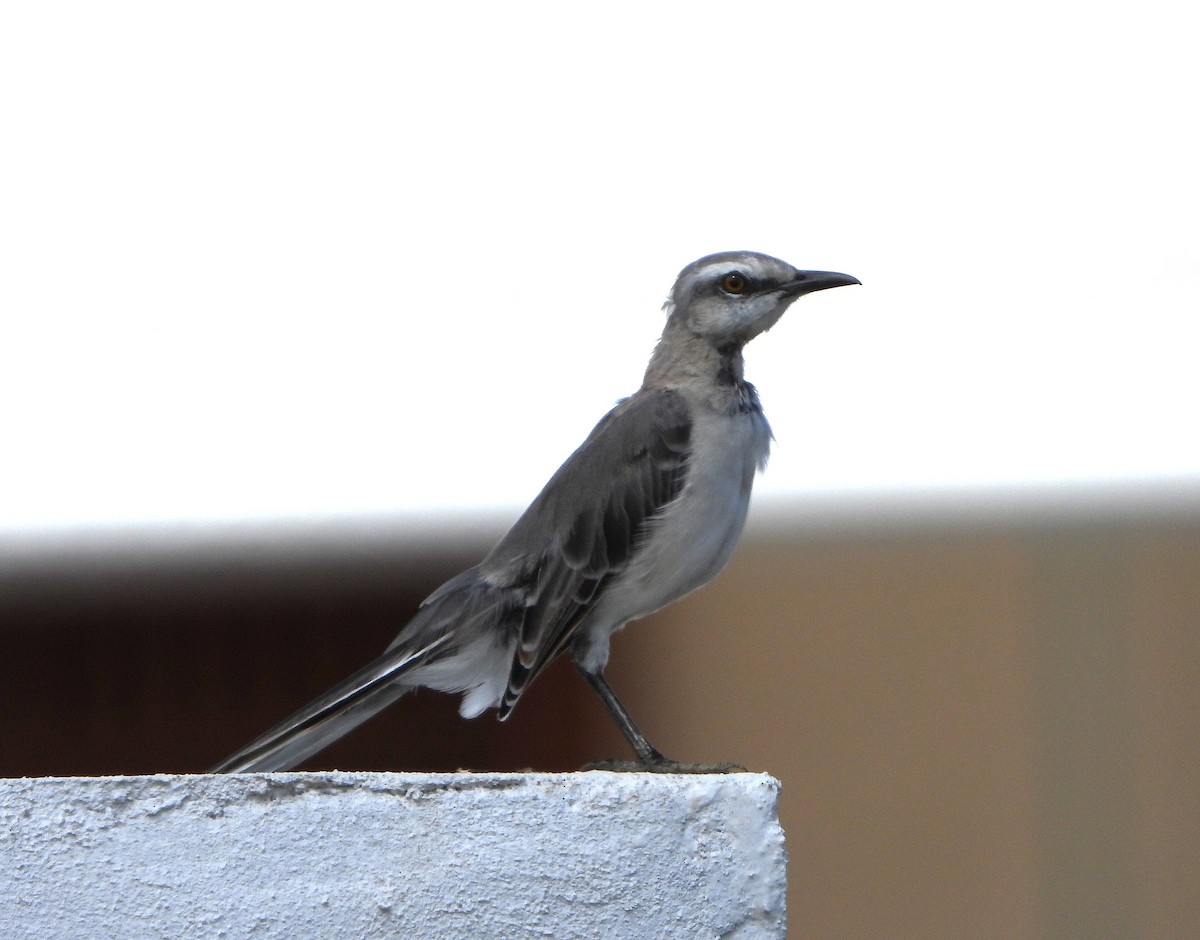 Tropical Mockingbird - ML646416906