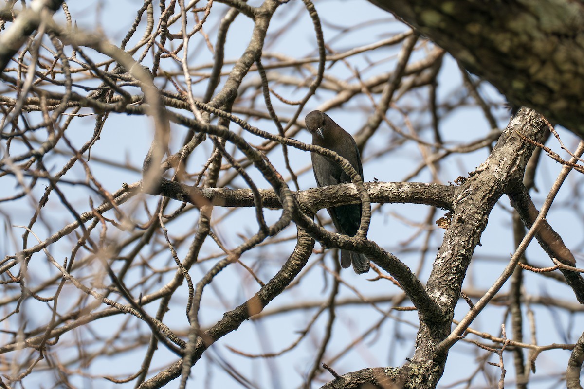 Трупіалець пурпуровий - ML646416907