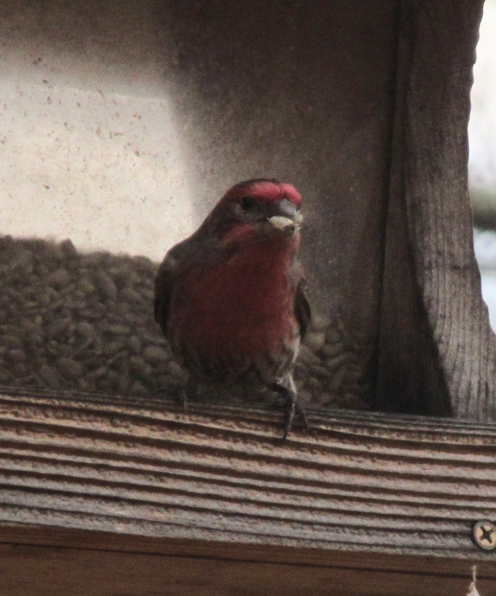 House Finch - ML646416912