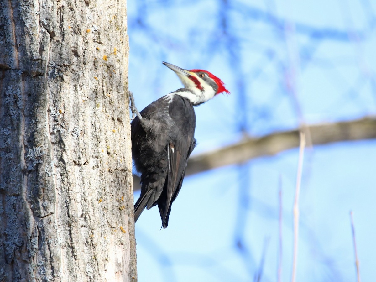 Pileated Woodpecker - ML646416915