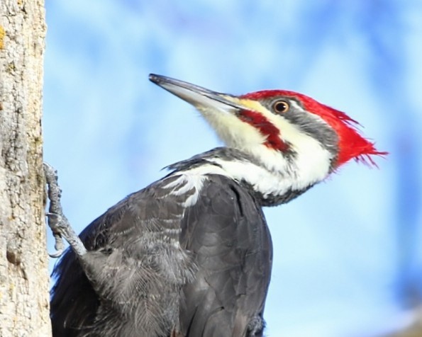Pileated Woodpecker - ML646416916