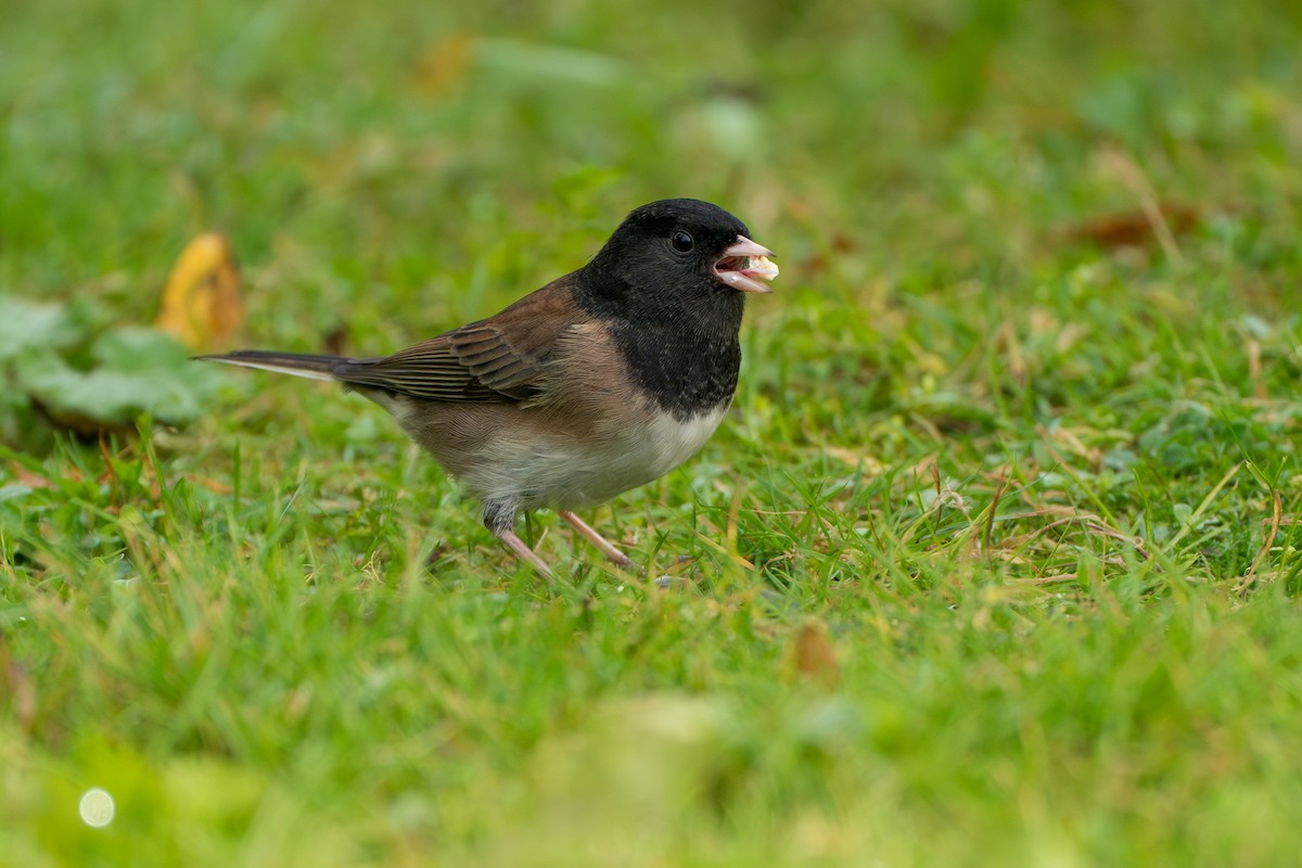 Юнко сірий - ML646416918